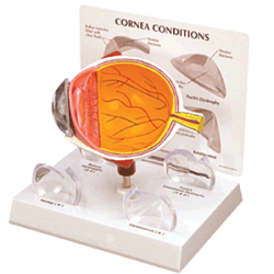 Cornea Eye Model